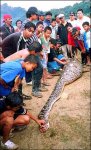 Python-Calumpit,Philippines_01.jpg